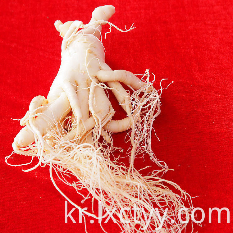 high quality panax ginseng